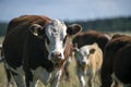 Laesoe island cows